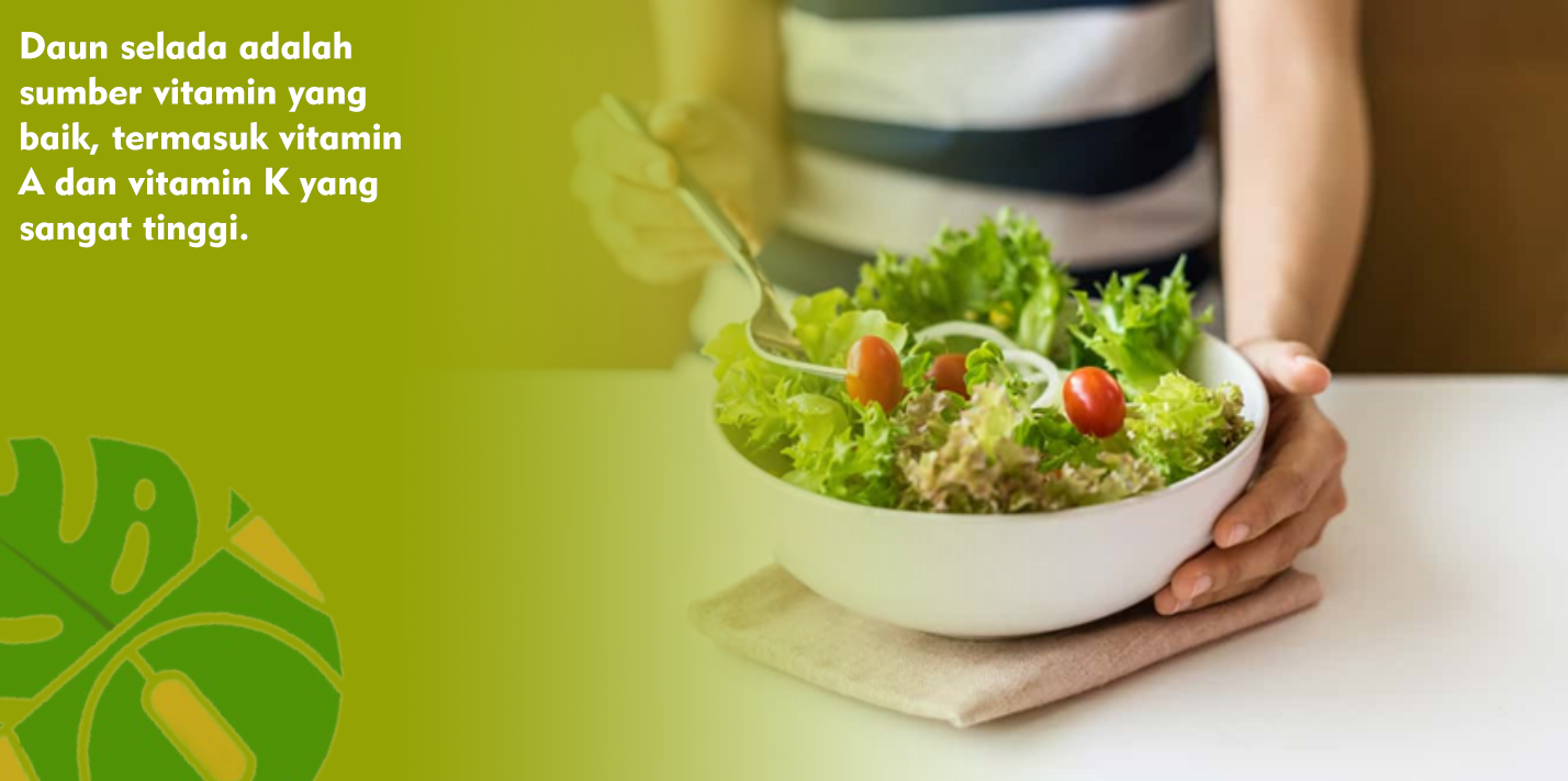 Kandungan Nutrisi Daun Selada Sebagai Sumber Vitamin A dan K Kandungan Nutrisi Daun Selada Sebagai Sumber Vitamin A dan K